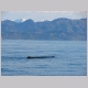 15. walvissen spotten in een mooie omgeving.JPG
